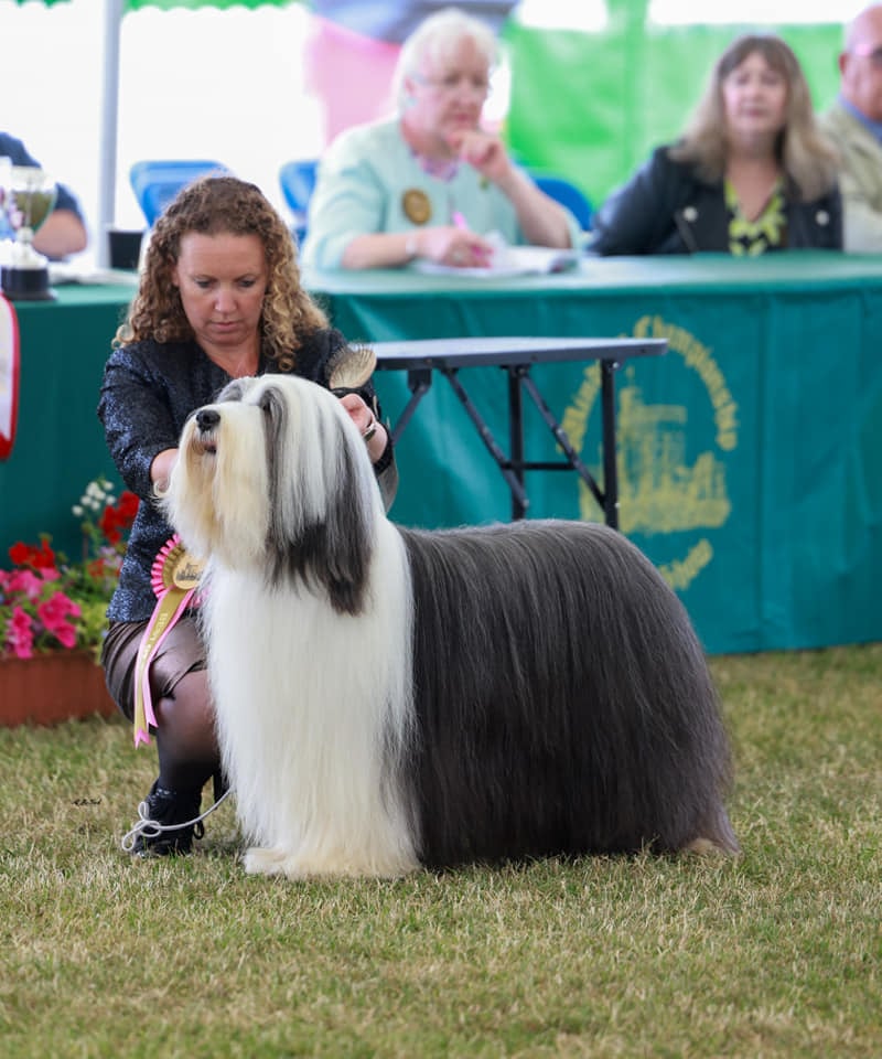 Chiot Bearded Collie