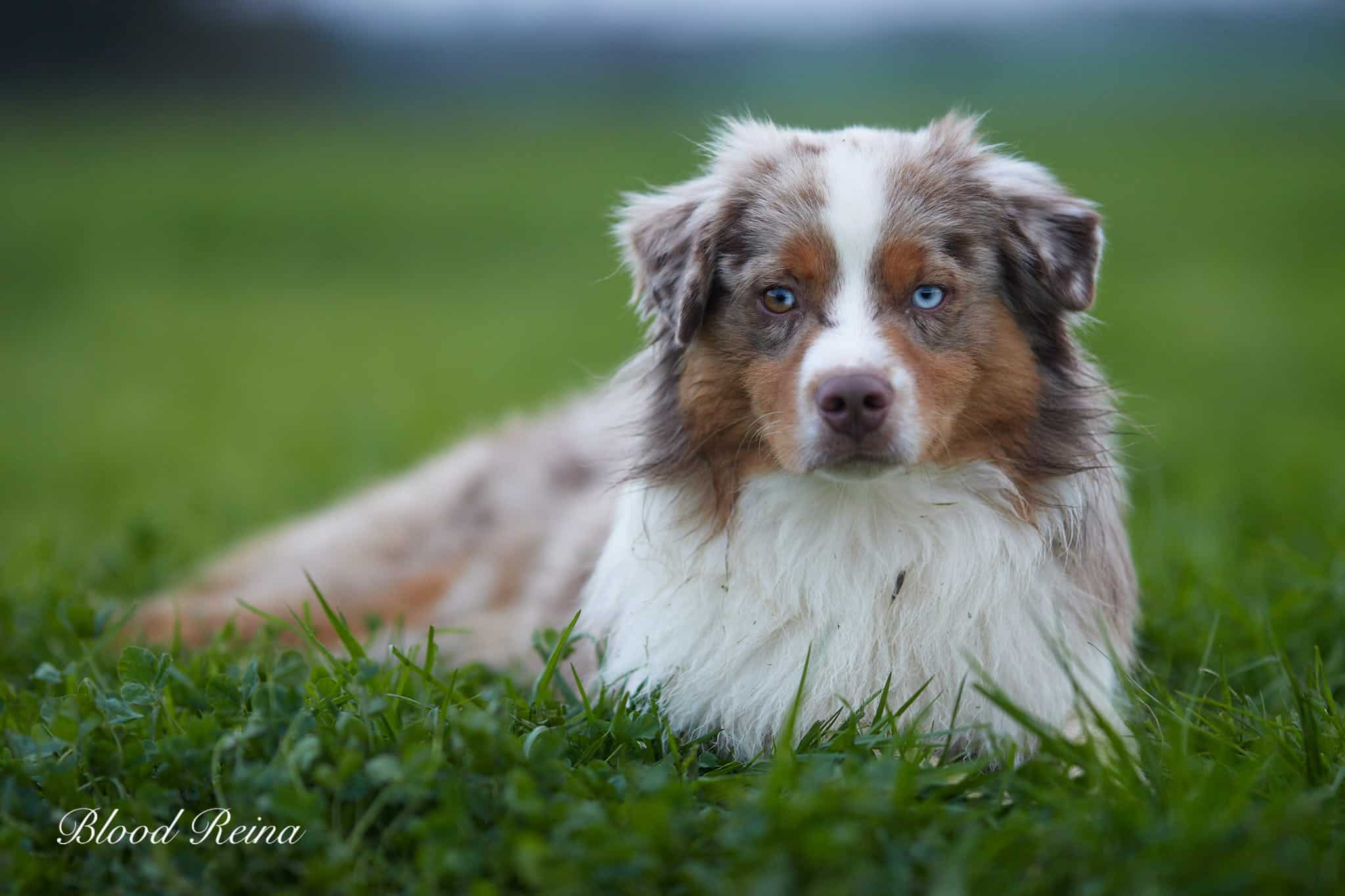 Chiot Berger Américain Miniature