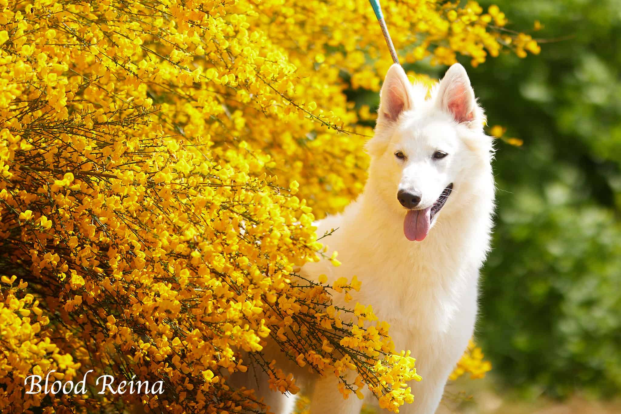 Chiot Berger Blanc Suisse